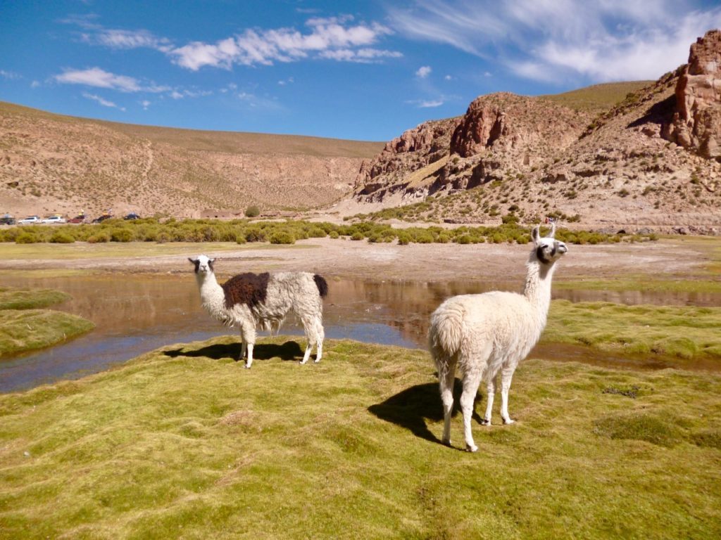 llamas paysages bolivie