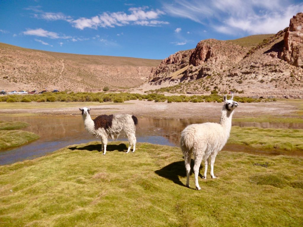 pachamama bolivie llama